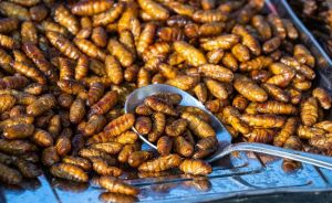 Singapore cho phép bán đồ ăn làm từ côn trùng